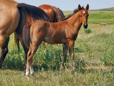 Mimas Bartender JW <BR>AQHA 6370475